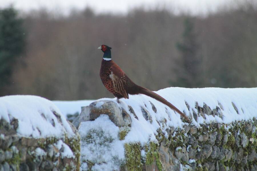 photographer The Ghost wildlife  photo