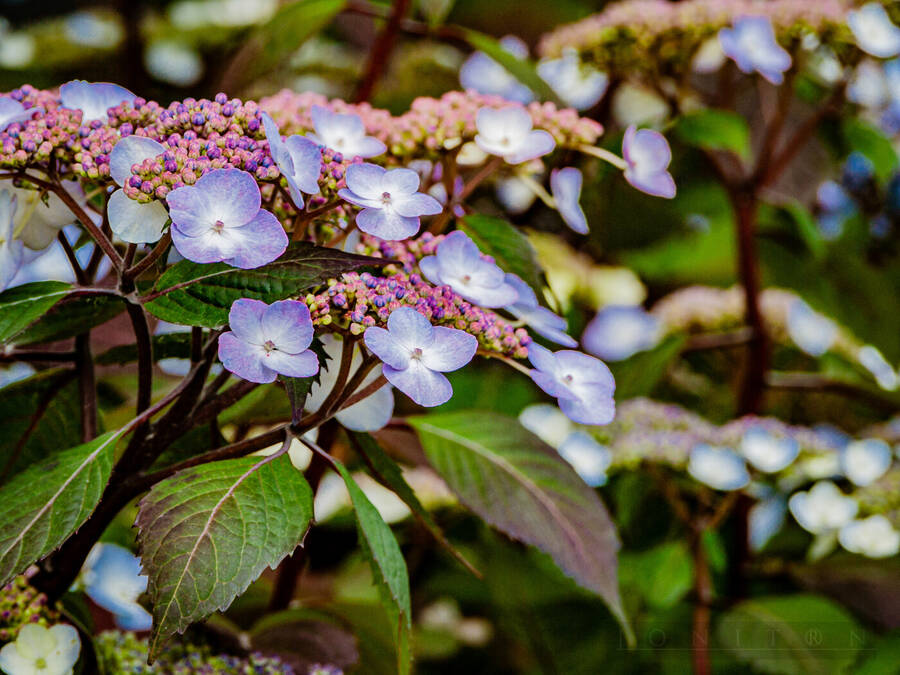 photographer Jonitron nature  photo