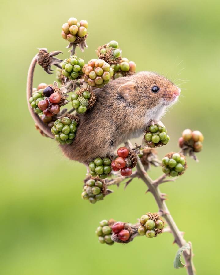 photographer Steve wildlife  photo. mouse.
