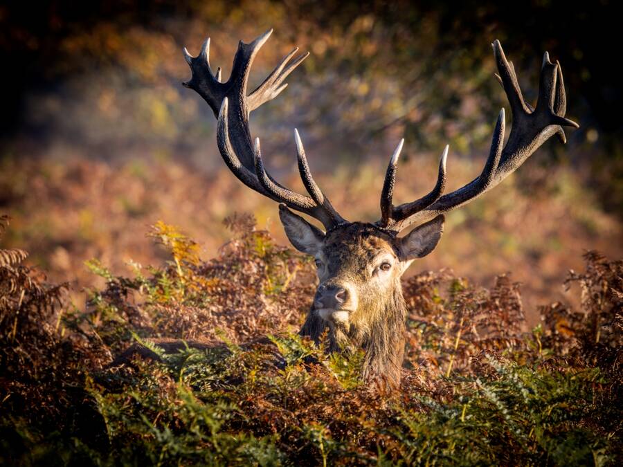 photographer Steve wildlife  photo