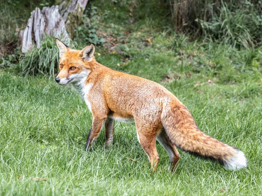photographer Steve wildlife  photo. dog fox.