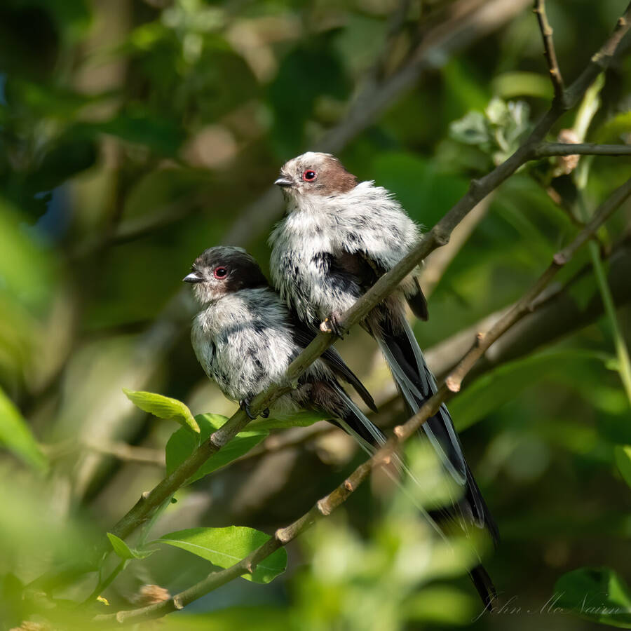 photographer Rascallyfox wildlife  photo taken at Scotland