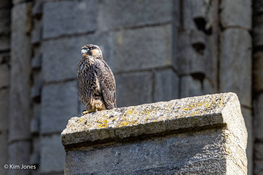 photographer kim jones photography wildlife  photo taken at Ely