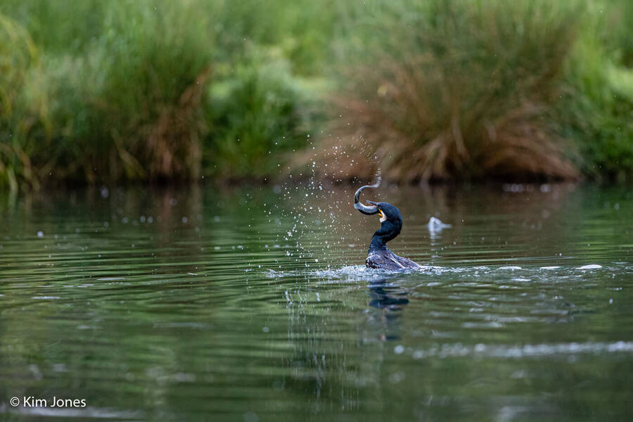 photographer kim jones photography wildlife  photo taken at Rutland