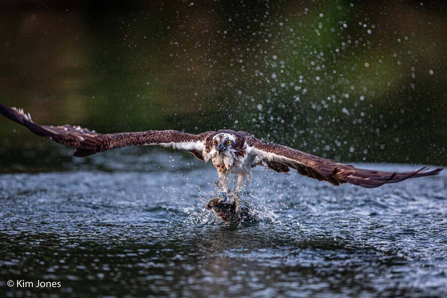 photographer kim jones photography wildlife  photo taken at Rutland