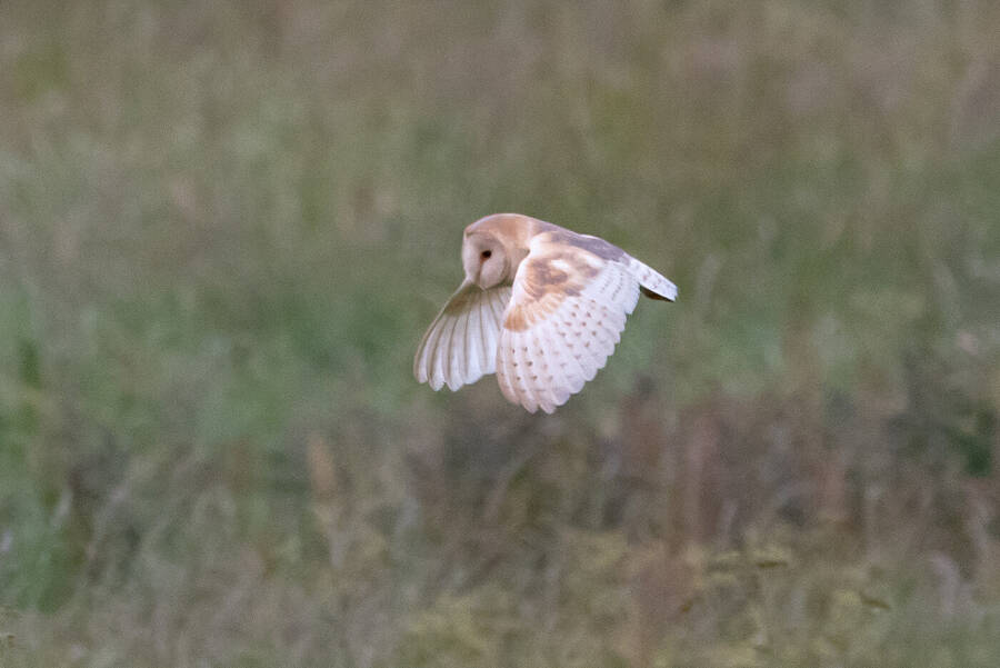 photographer Wilsonfotografie wildlife  photo