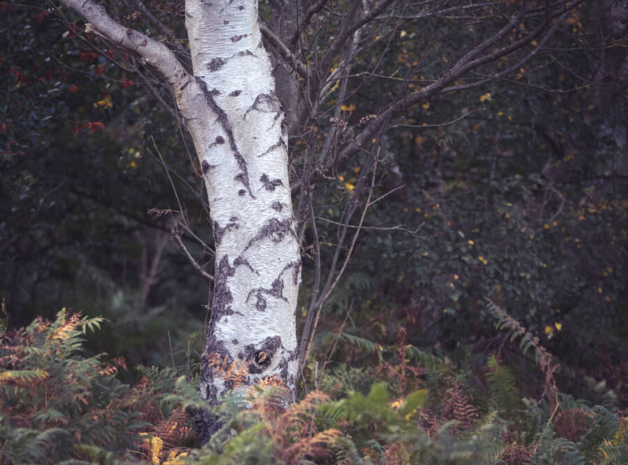 photographer Wilsonfotografie uncategorized  photo