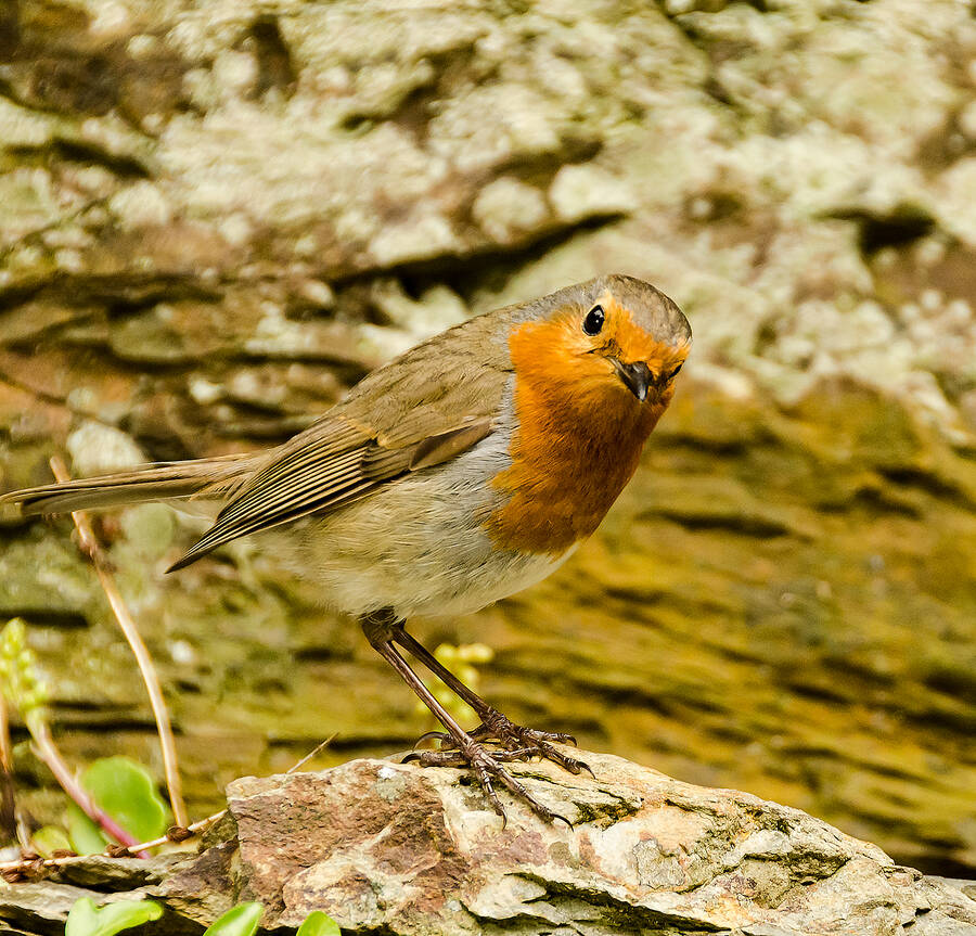 photographer clicks2pics wildlife photo