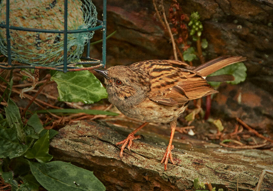 photographer clicks2pics wildlife photo