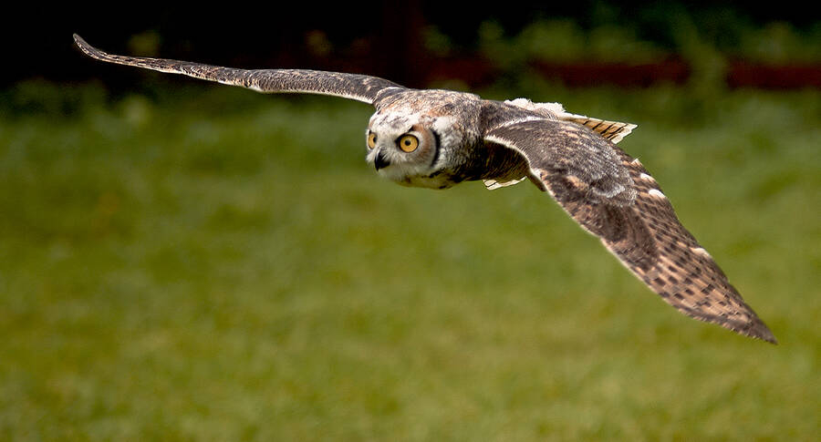 photographer clicks2pics wildlife photo