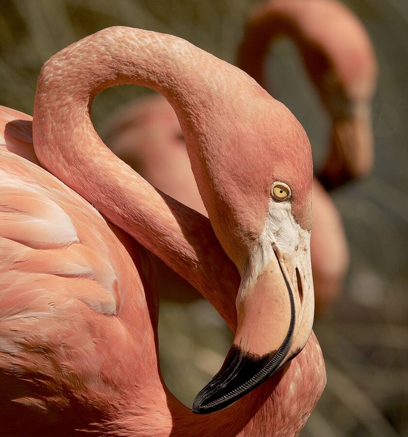 photographer clicks2pics wildlife photo