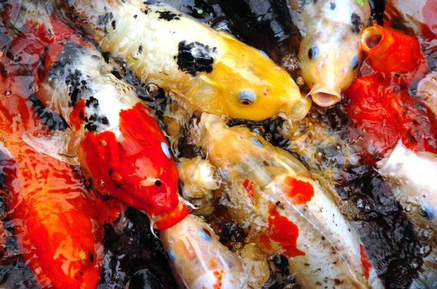 photographer Dave Wells uncategorized  photo