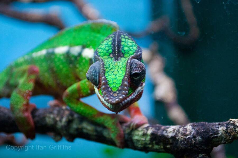 photographer Griff wildlife  photo