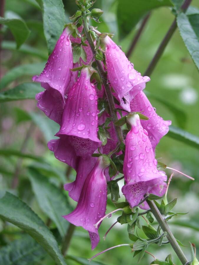photographer stevecymraeg still life  photo