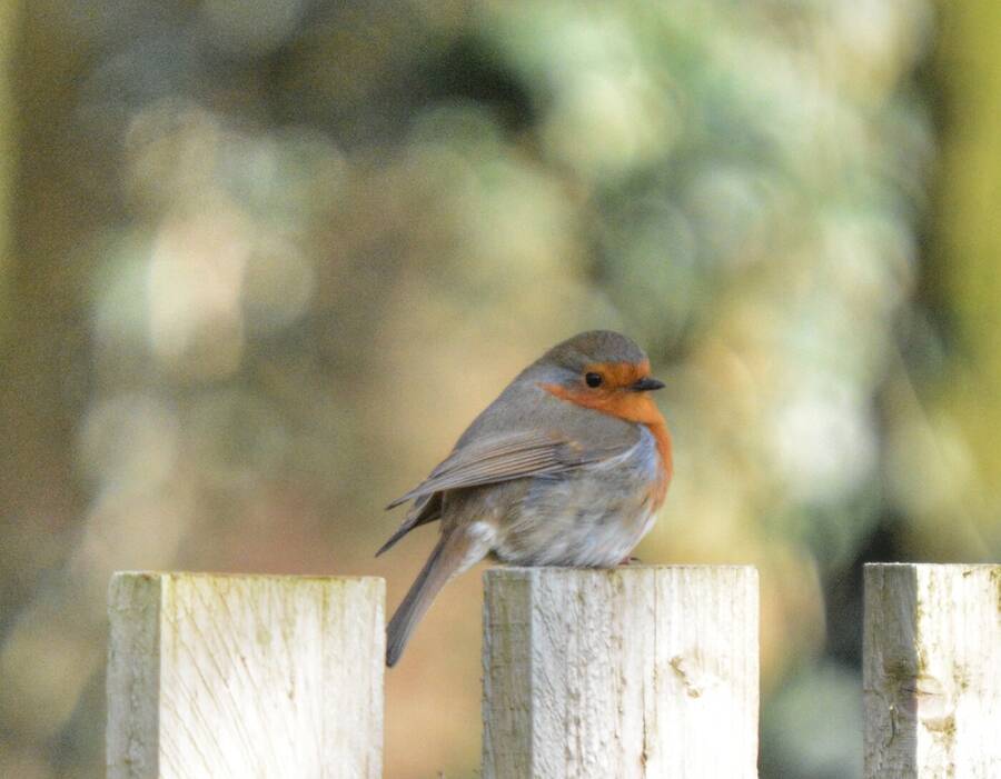 photographer Ribble Valley Photography wildlife  photo