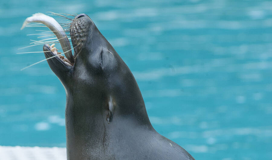 photographer Fotofreak wildlife  photo