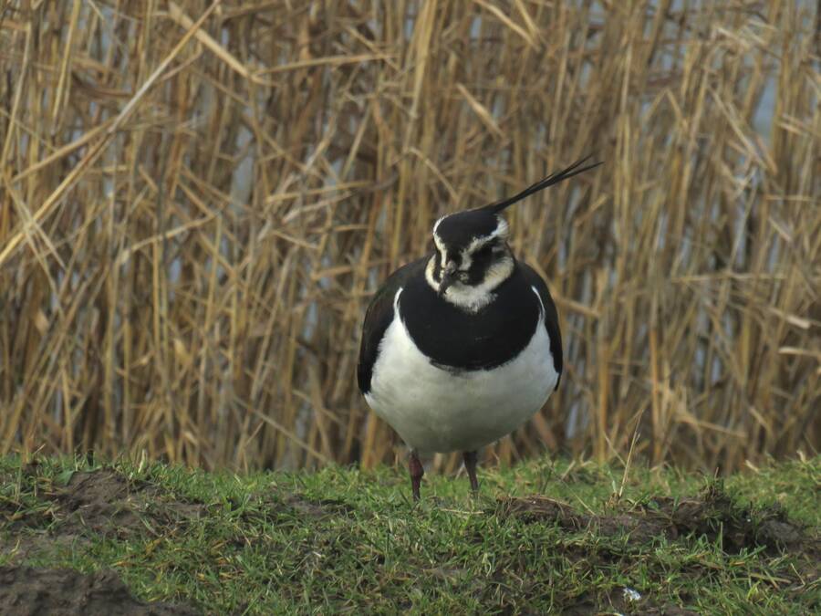 photographer clickmartin wildlife  photo