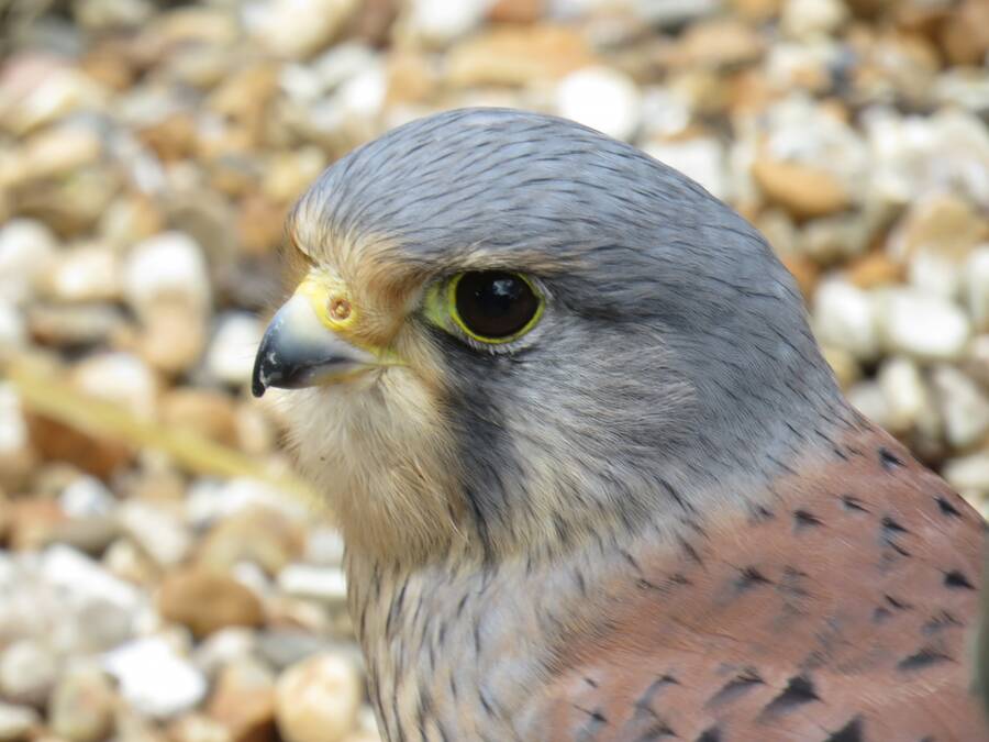 photographer clickmartin wildlife  photo