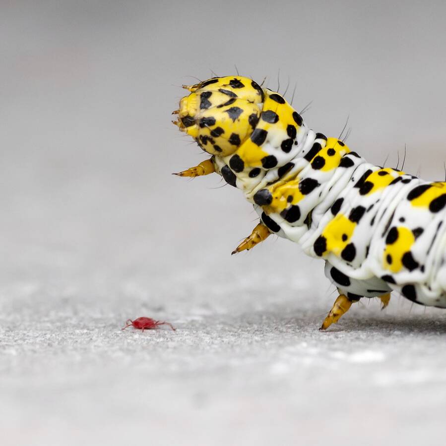 photographer The Opportunist wildlife  photo