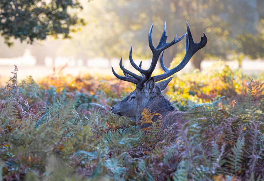 photographer Steve wildlife  photo