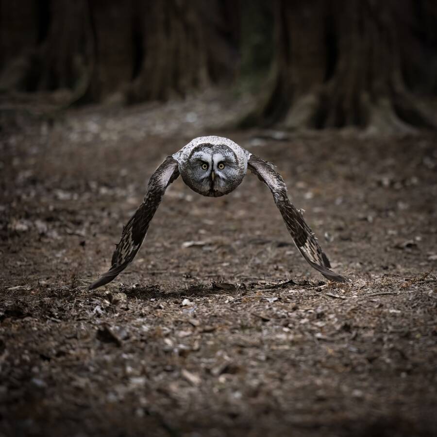 photographer Steve wildlife  photo