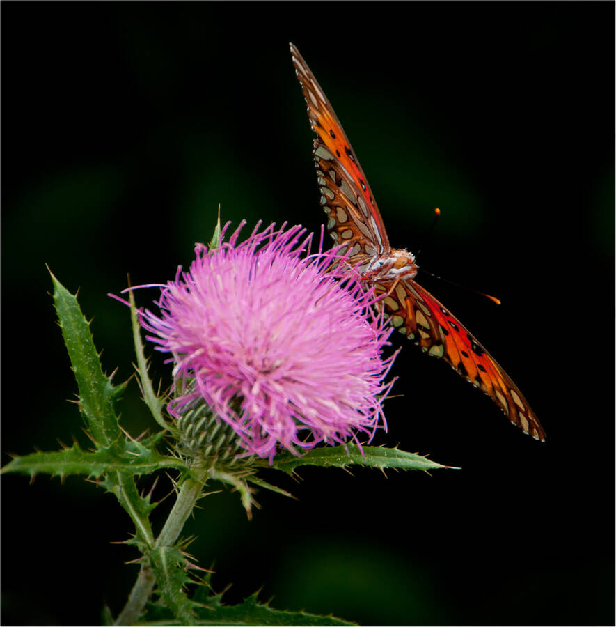 photographer Photog1 uncategorized  photo