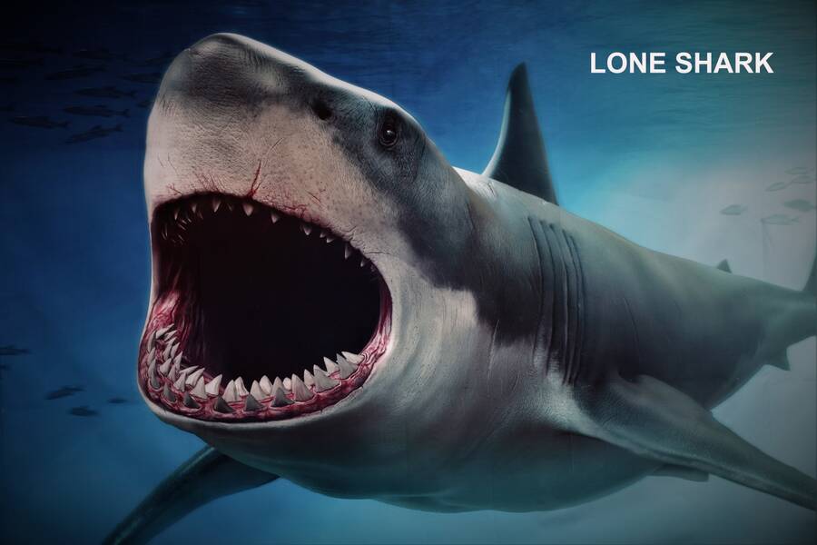 photographer Icu images wildlife  photo. lone shark.