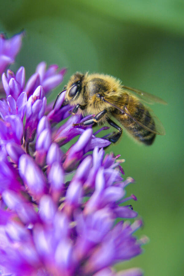 photographer Gabriel Burns macro  photo