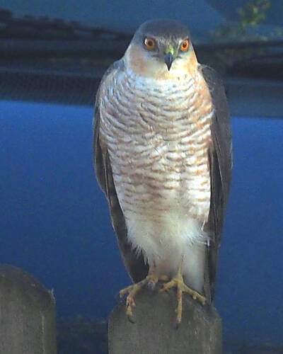 photographer Rosewood  Pix wildlife  photo