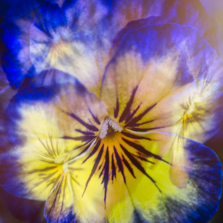 photographer DaveB315 macro  photo