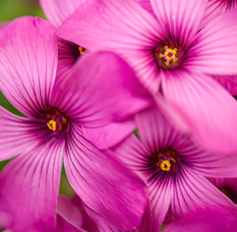 photographer DaveB315 macro  photo