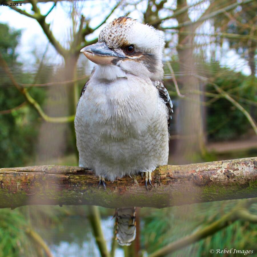 photographer RebelImages wildlife  photo