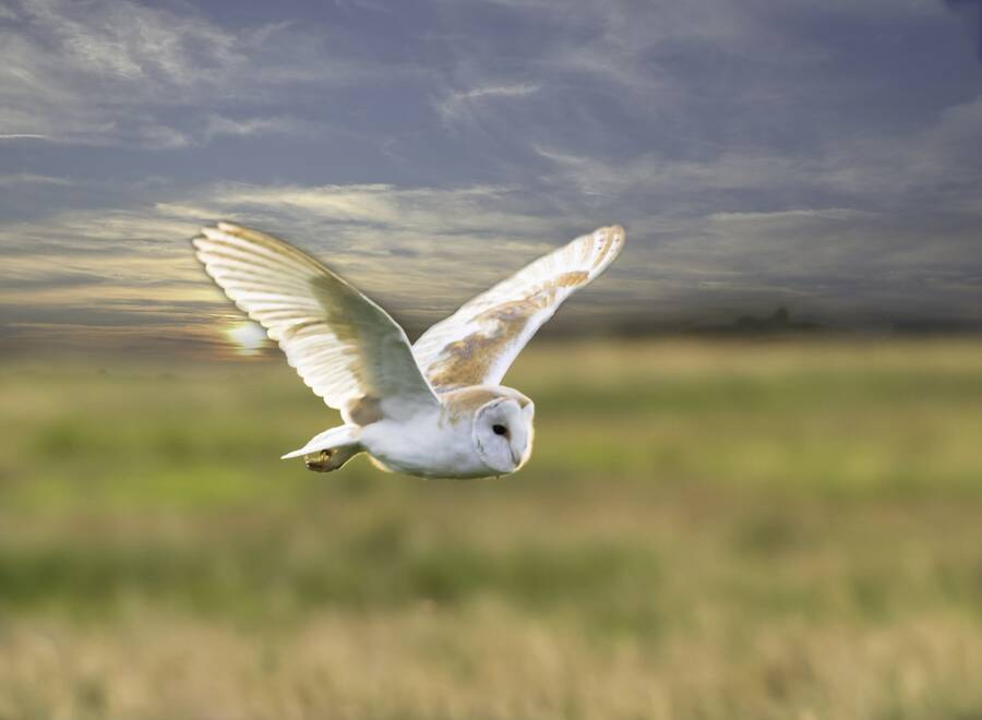 photographer Steve wildlife  photo. barn owl.