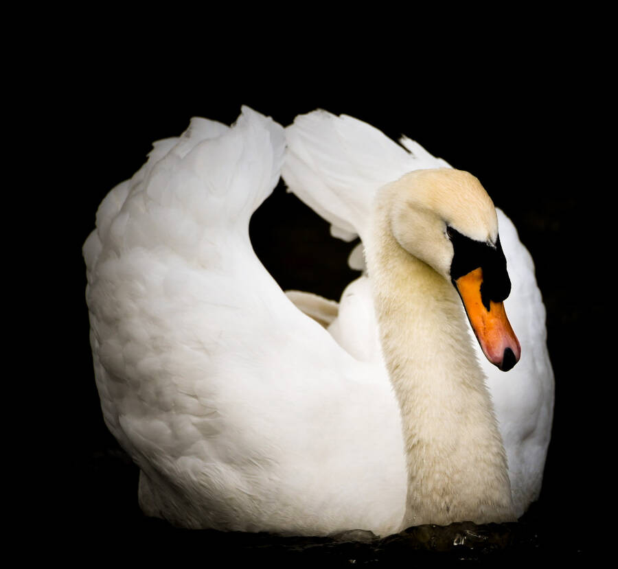 photographer Wilsonfotografie wildlife  photo