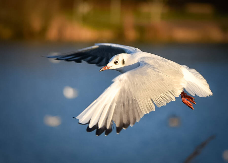 photographer Wilsonfotografie wildlife  photo