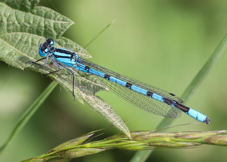 photographer BrianP macro  photo