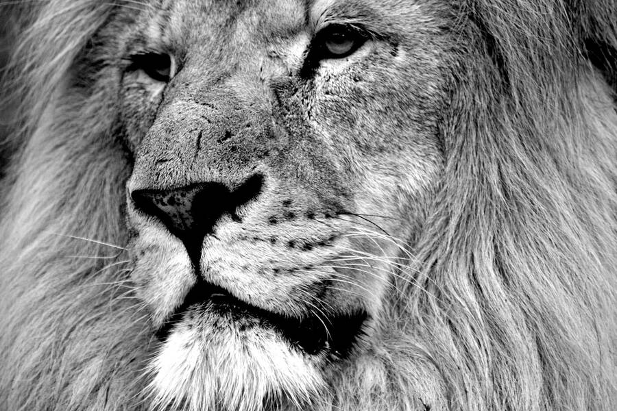 photographer CumbriaTog wildlife  photo