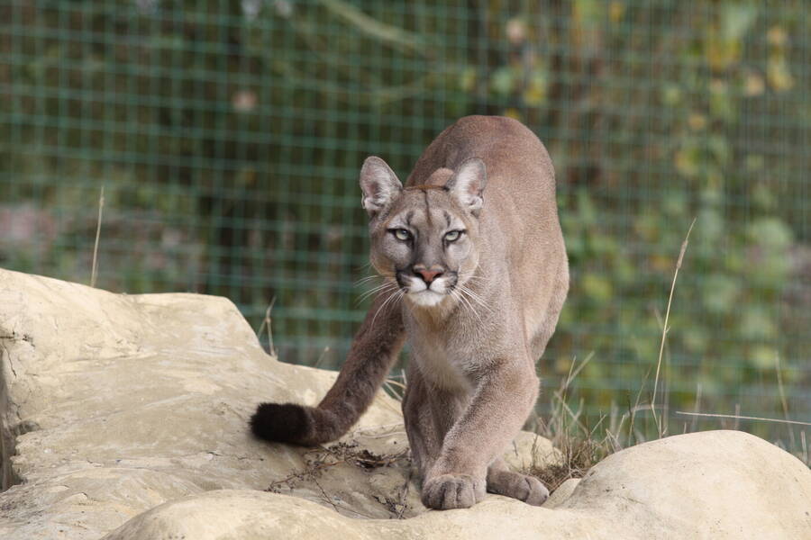 photographer CumbriaTog wildlife  photo