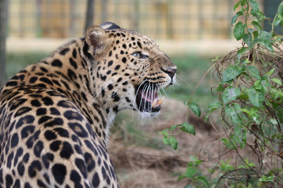 photographer CumbriaTog wildlife  photo