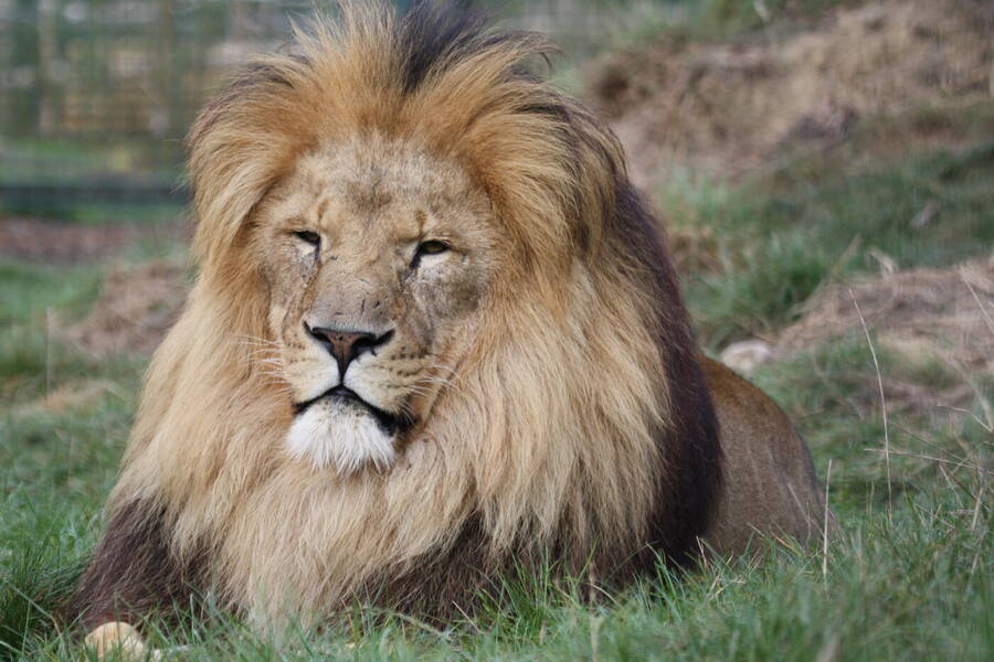 photographer CumbriaTog wildlife  photo