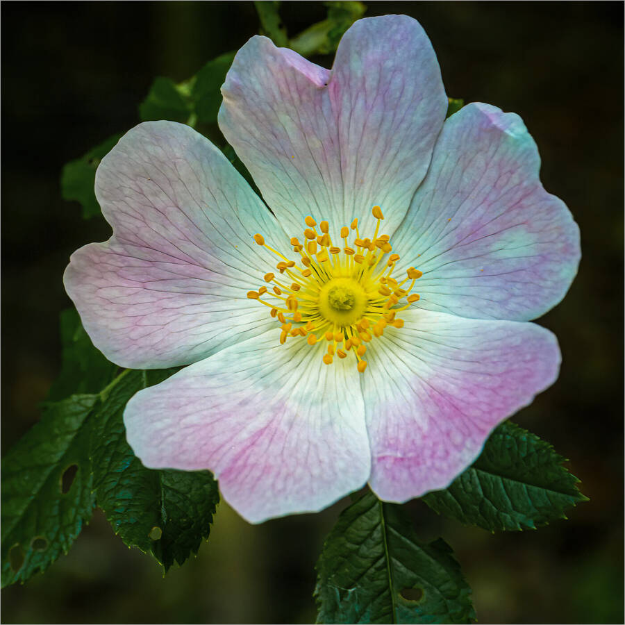 photographer DaveB315 macro  photo