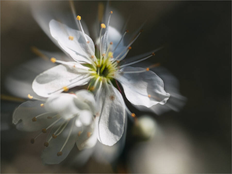 photographer DaveB315 macro  photo