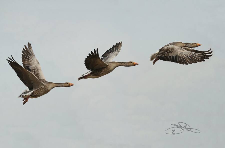 photographer DJPPhotography wildlife  photo