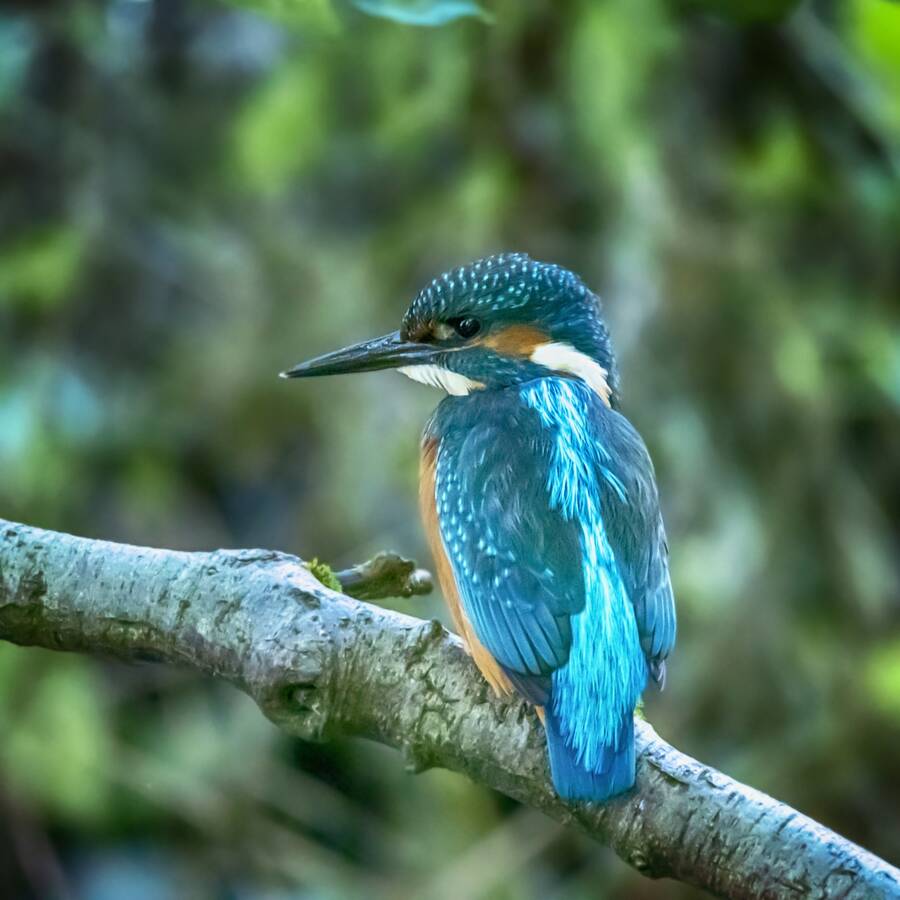 photographer The Opportunist wildlife modelling photo