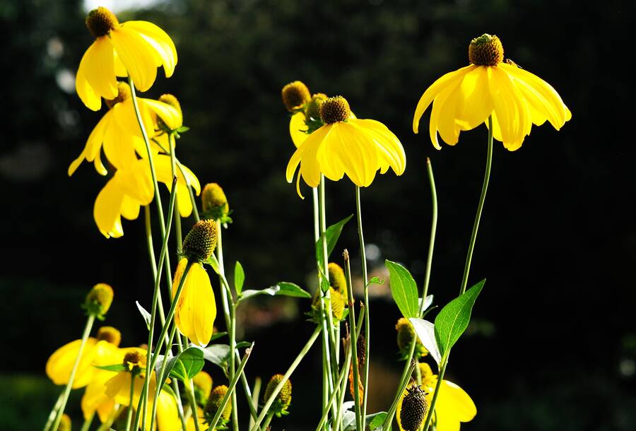 photographer Martin330 still life  photo