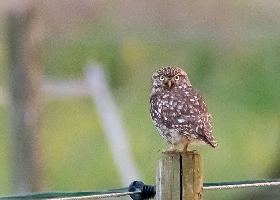 photographer Wilsonfotografie wildlife  photo