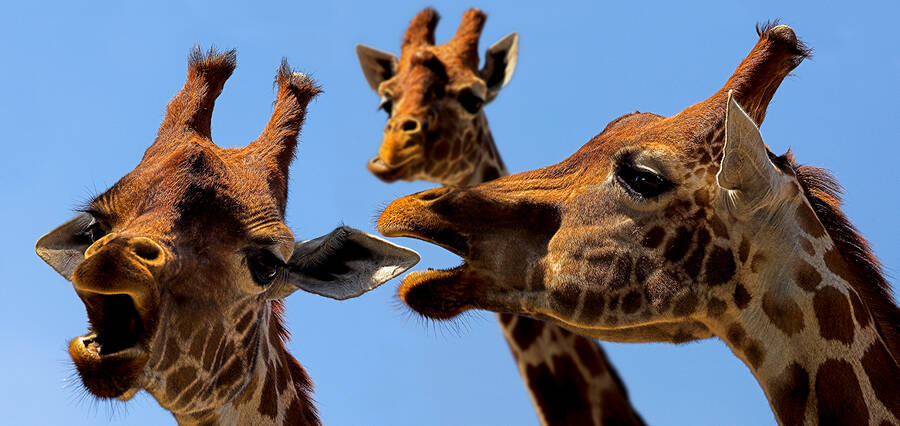 photographer clicks2pics wildlife modelling photo. dont look now but i think he fancies you.
