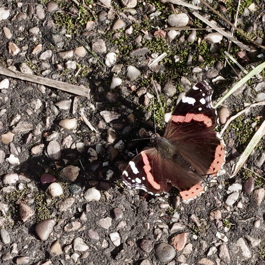 photographer Fotochawes wildlife  photo taken at Birmingham, UK