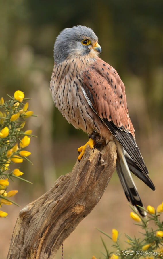 photographer Ray Middleton wildlife  photo