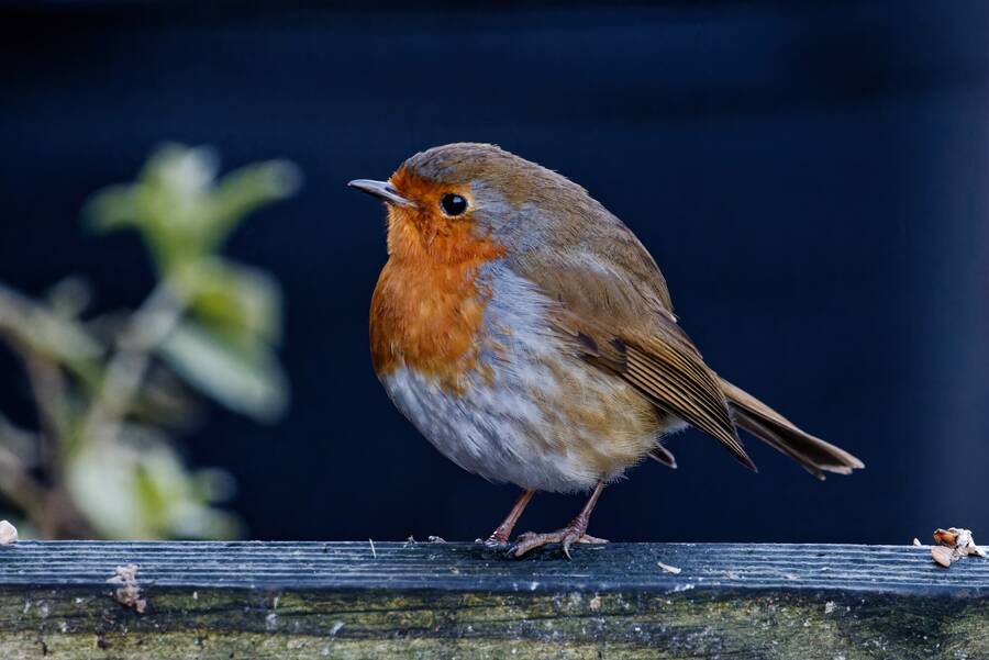 photographer dntphotographs wildlife  photo taken at North Yorkshire